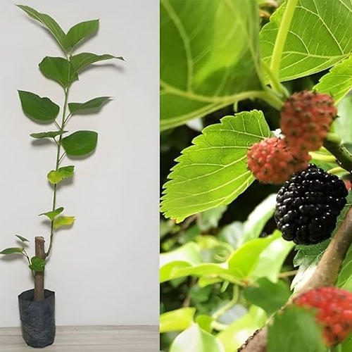 Mulberry Shahtoot Live Fruit Plant