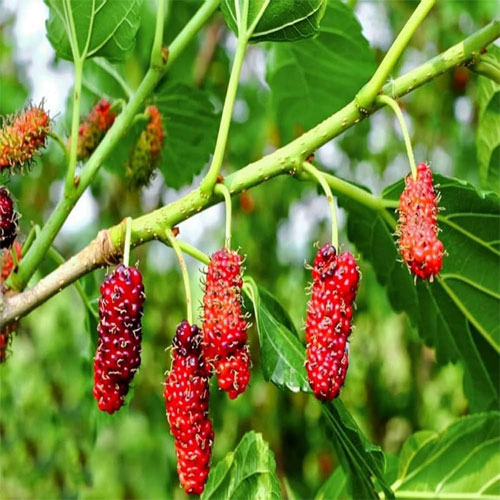 Mulberry Shahtoot Live Fruit Plant