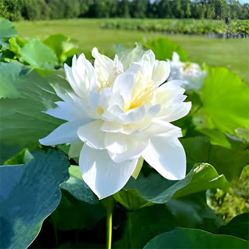 Lotus White Flower Seeds