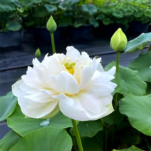 Lotus White Flower Seeds
