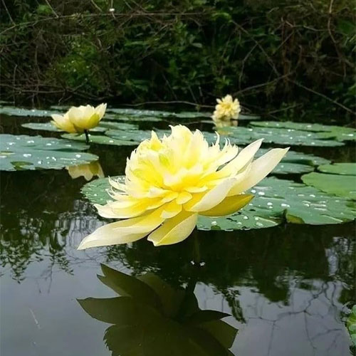 Lotus Yellow Flower Seeds