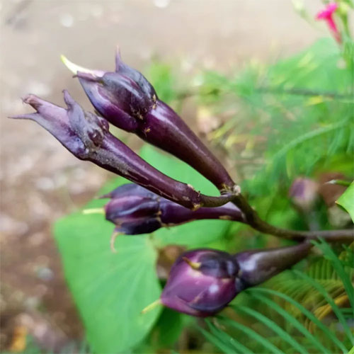 Clove Beans Purple Mookuthi Avarai Nithya Vazhuthana Seeds