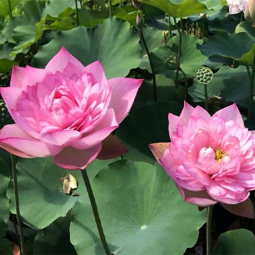 Lotus Pink Flower Seeds