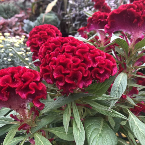 Celosia Cristata Red Cockscomb Flower Seeds