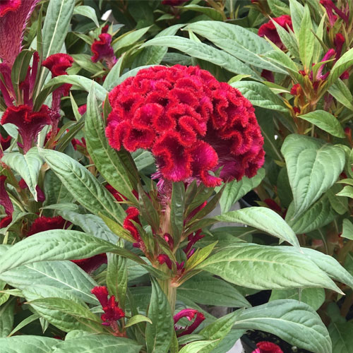 Celosia Cristata Red Cockscomb Flower Seeds