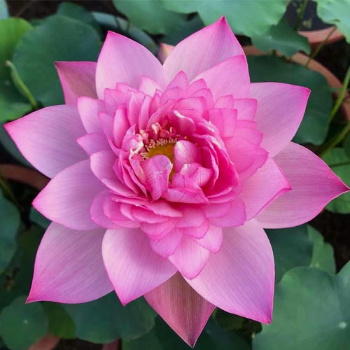 Lotus Pink Flower Seeds