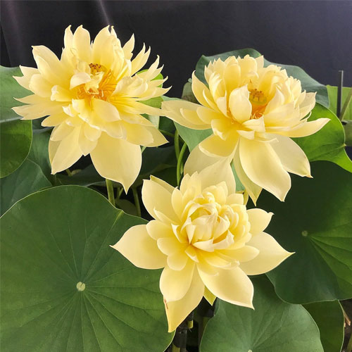 Lotus Yellow Flower Seeds