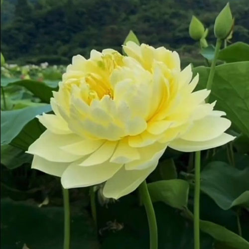 Lotus Yellow Flower Seeds