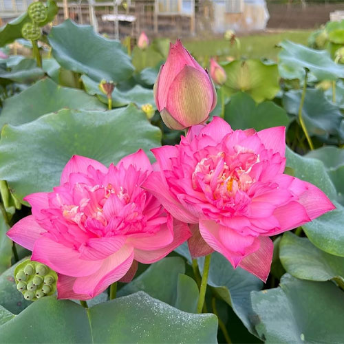 Lotus Pink Flower Seeds