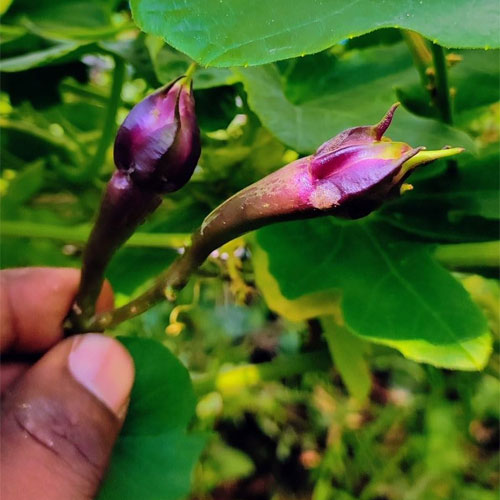 Clove Beans Purple Mookuthi Avarai Nithya Vazhuthana Seeds