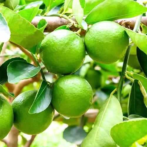 Nimbu Kagzi Lemon All Time Lemon Fruit Air Layering Live Plant