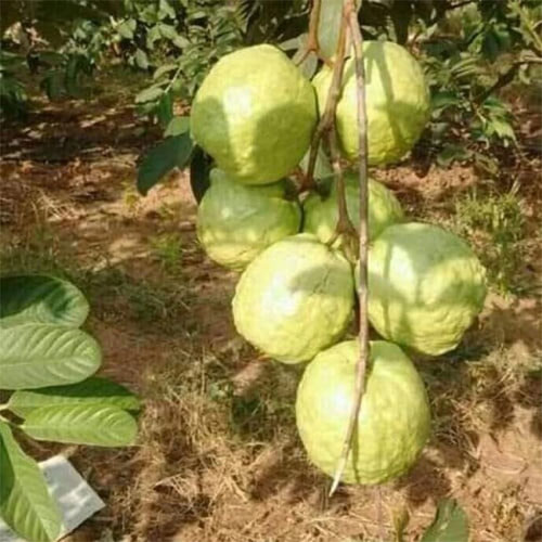 Super Kiran Thai 5 Guava Amrood Layering/Grafted Live Plant
