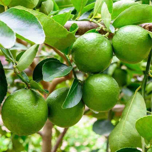 Kolkata Pati Lemon Hybrid All Time Air Layered Lemon Fruit Live Plant
