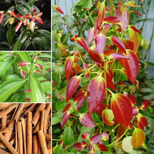 Dal Chini Karuvapatta Cinnamon Spice Live Plant
