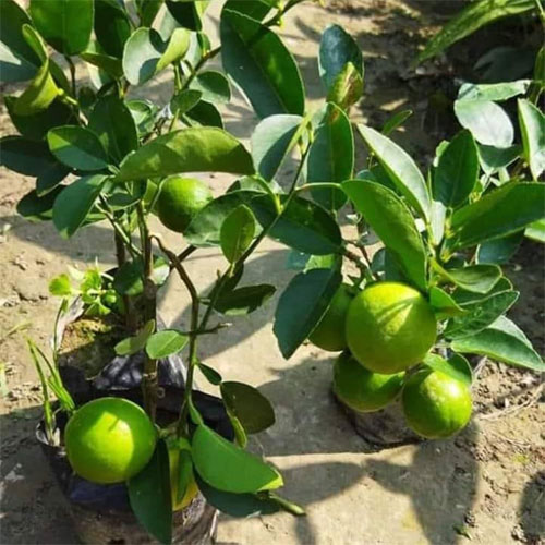 Nimbu Kagzi Lemon All Time Lemon Fruit Air Layering Live Plant