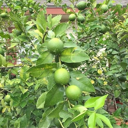 Nimbu Kagzi Lemon All Time Lemon Fruit Air Layering Live Plant