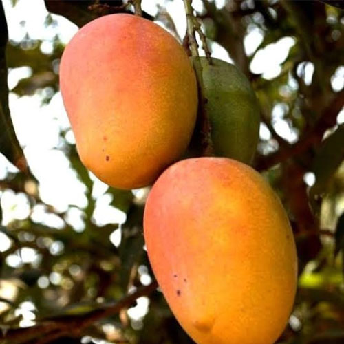 Mango Arka Neelkiran Grafted Live Plant
