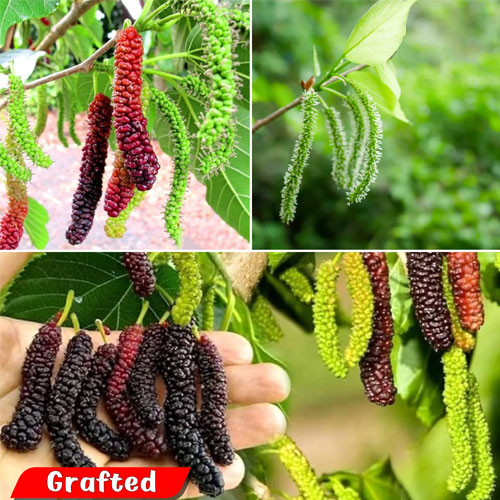 Mulberry Pakistan Black Long Hybrid Grafted Live Plant