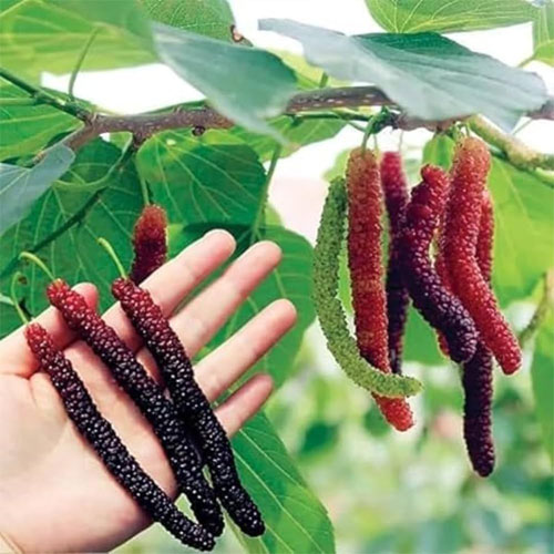 Mulberry Pakistan Black Long Hybrid Grafted Live Plant