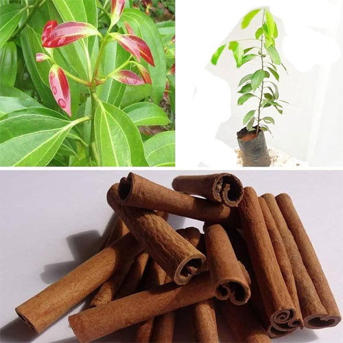 Dal Chini Karuvapatta Cinnamon Spice Live Plant