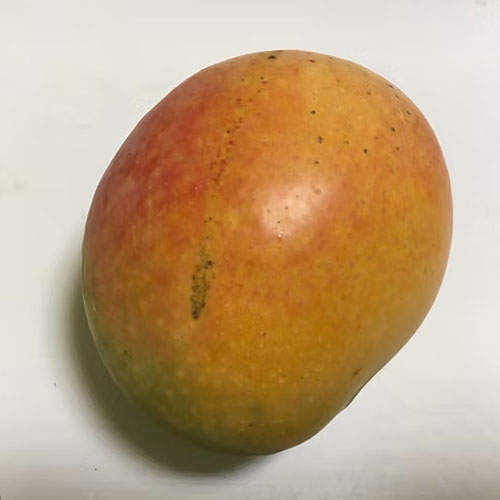 Mango Arka Neelkiran Grafted Live Plant