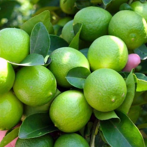 Kolkata Pati Lemon Hybrid All Time Air Layered Lemon Fruit Live Plant