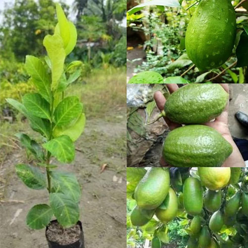 Gandharaj Patti Lemon Layered Live Plant