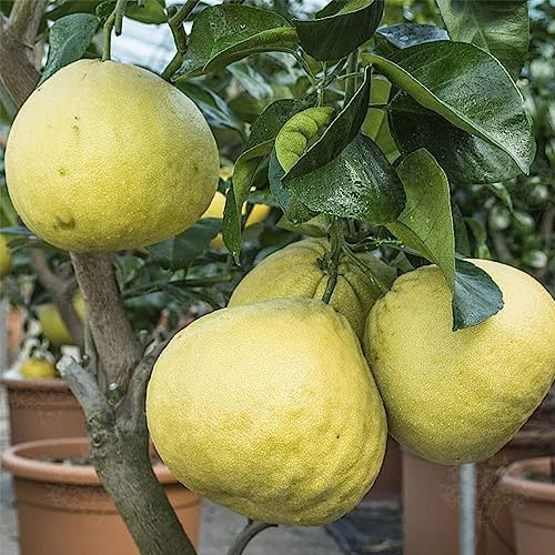 Green Pomelo Batabi Chakotra Giant Lebu Citrus Maxima Grafted Live Fruit Plant