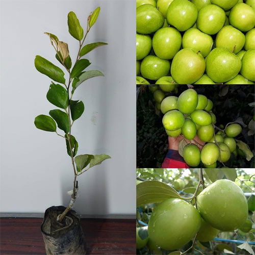 Ber Apple Green Indian Jujube Grafted Live Fruit Plant