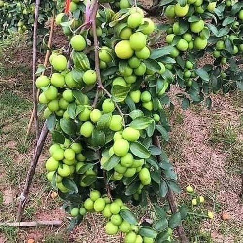 Ber Apple Green Indian Jujube Grafted Live Fruit Plant