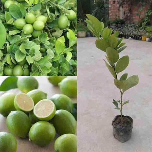 Seedless Pati Lemon Layering Live Plant