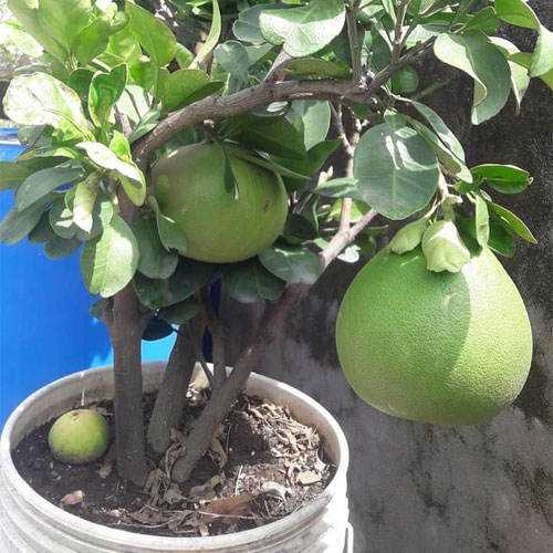 Green Pomelo Batabi Chakotra Giant Lebu Citrus Maxima Grafted Live Fruit Plant
