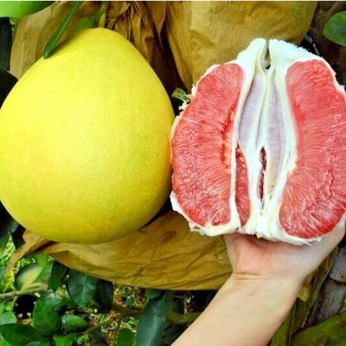 Green Pomelo Batabi Chakotra Giant Lebu Citrus Maxima Grafted Live Fruit Plant
