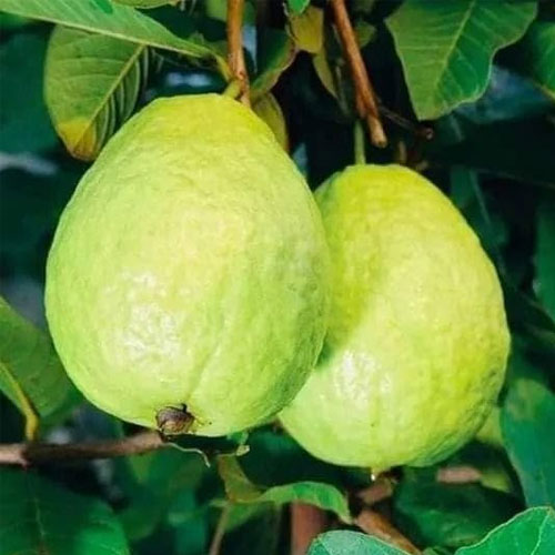 L49 Guava White Layered Grafted Live Plant