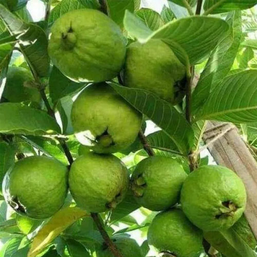 L49 Guava White Layered Grafted Live Plant