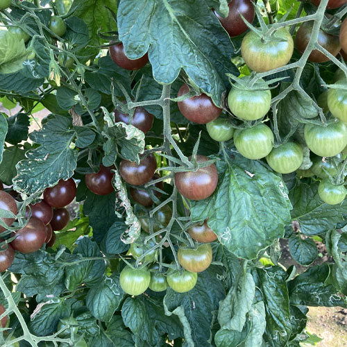Chocolate Cherry Tomato Seeds