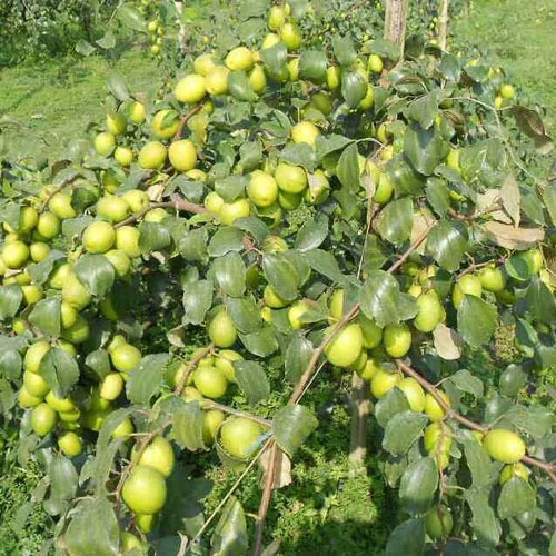 Taiwan Green Apple Ber Jujube Grafted Live Fruit Plant