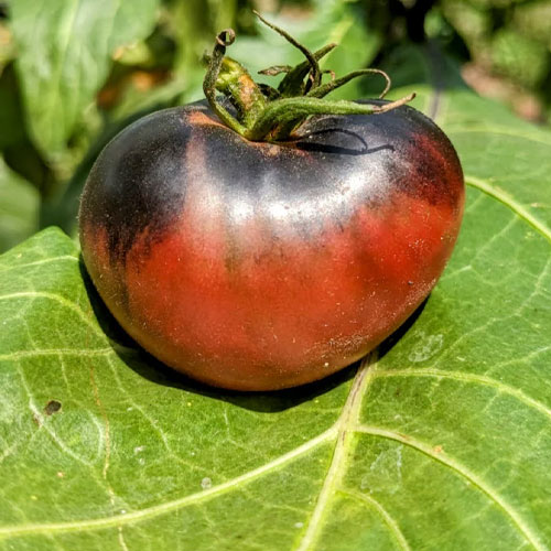Black Beefsteak Tomato Seeds