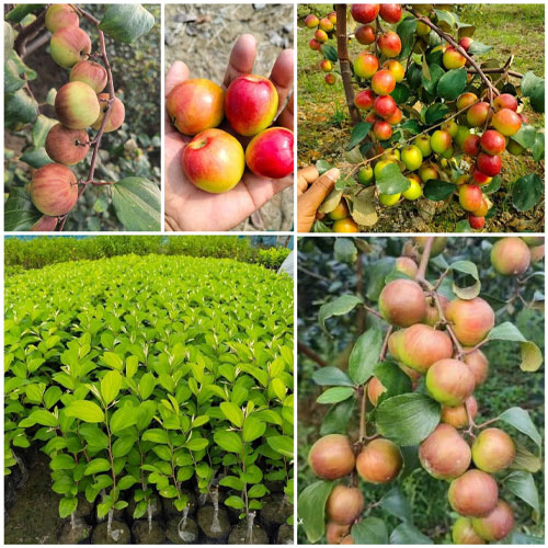Apple Ber Miss India Bharat Sundari Grafted Live Fruit Plant