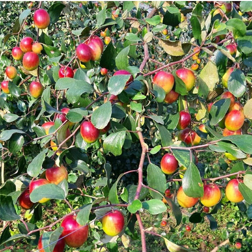 Apple Ber Miss India Bharat Sundari Grafted Live Fruit Plant