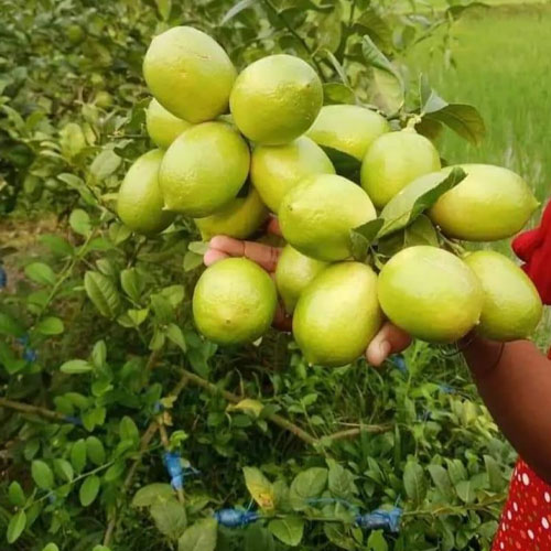 Seedless Pati Lemon Layering Live Plant