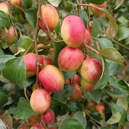 Kashmiri Red Apple Ber Ball Sundari Grafted Live Fruit Plant