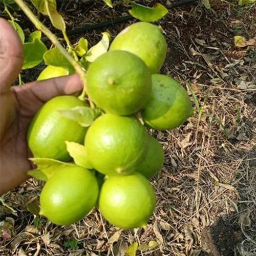 Seedless Pati Lemon Layering Live Plant