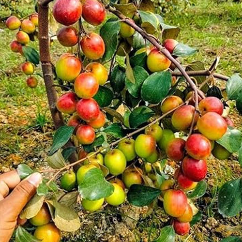 Apple Ber Miss India Bharat Sundari Grafted Live Fruit Plant