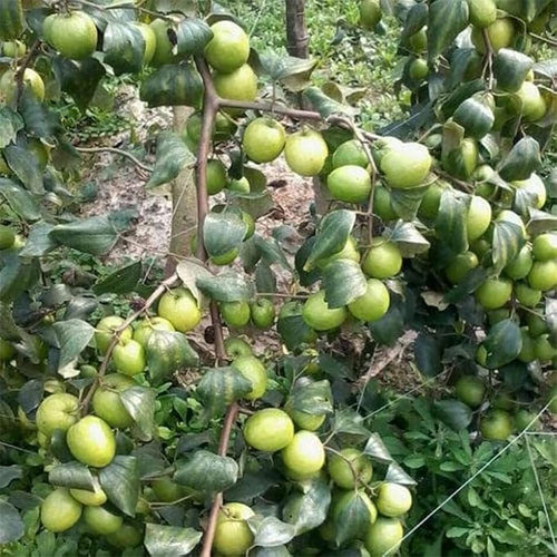 Taiwan Green Apple Ber Jujube Grafted Live Fruit Plant