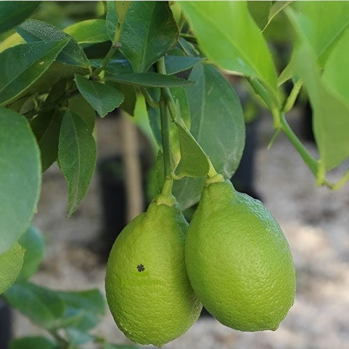 Gandharaj Patti Lemon Layered Live Plant