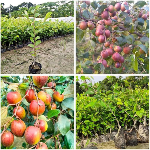 Kashmiri Red Apple Ber Ball Sundari Grafted Live Fruit Plant