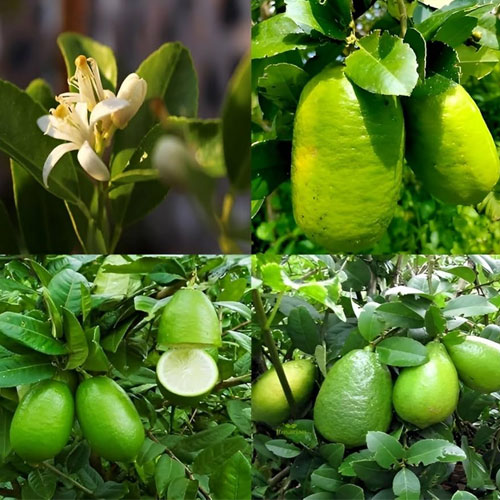 Gandharaj Patti Lemon Layered Live Plant