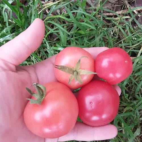 Tomato Pink Berry Seeds