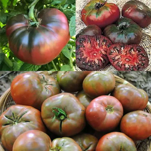 Cherokee Purple Tomato Seeds